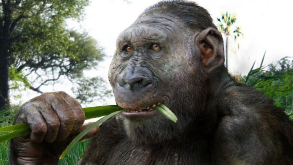 Footprints Reveal Giant Paranthropus boisei in Kenya