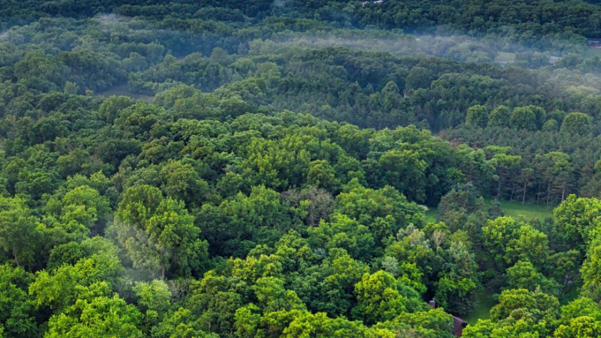 China's Great Green Wall Shifts Rainfall Patterns