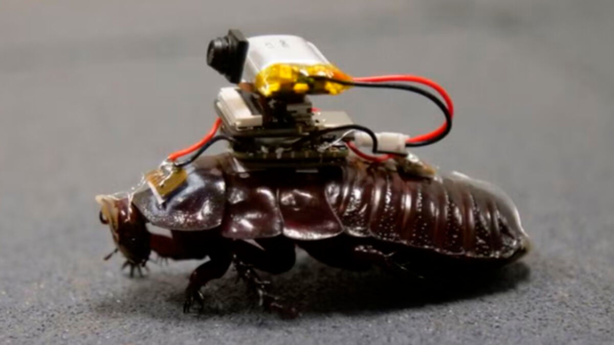 Cyborg cockroaches with syringes tested for rescue missions