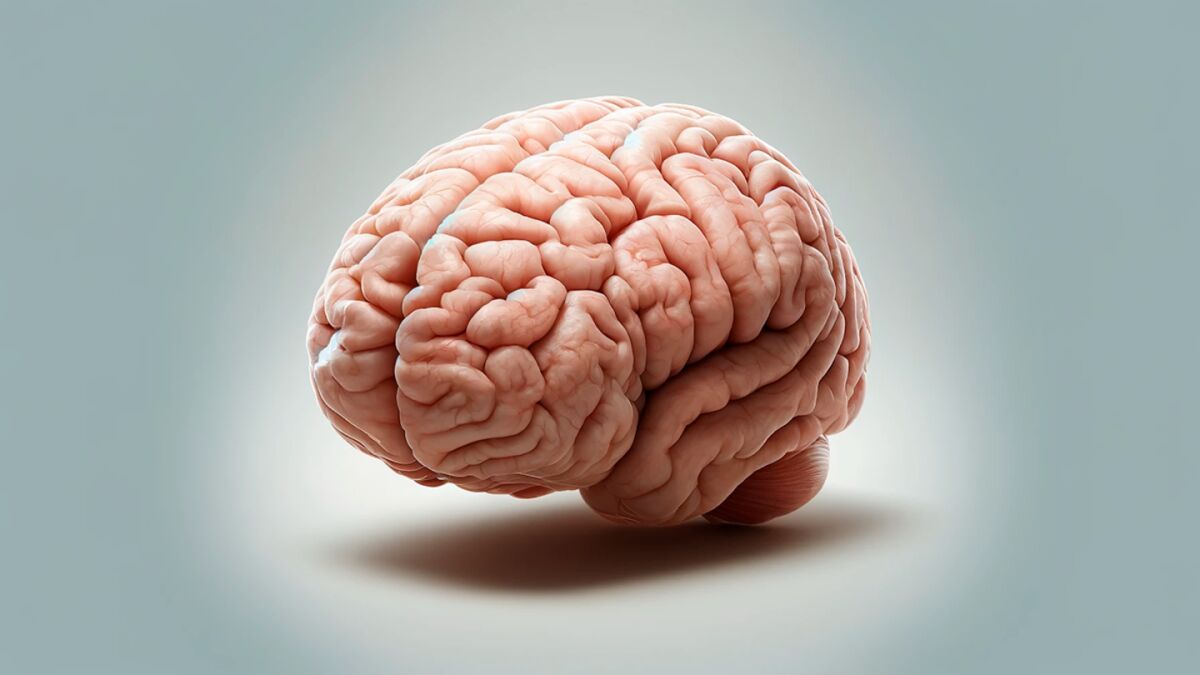 Human Brain Stores Memories in Chemical System AI Lacks
