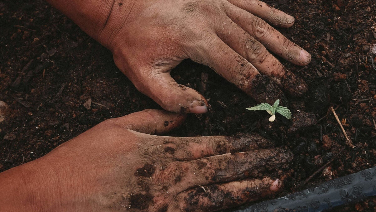 Soil seed bank diversity threatened by human activity