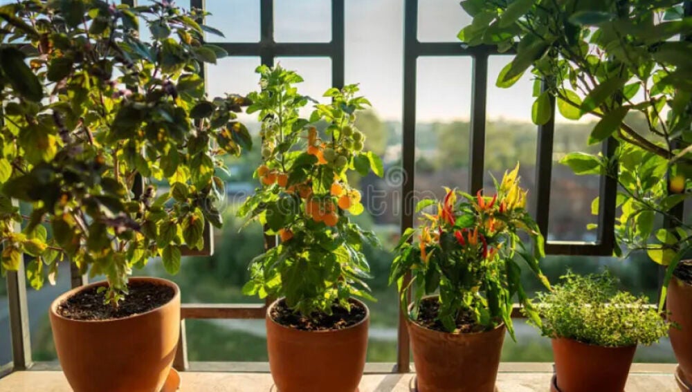 El &aacute;rbol frutal ideal para casas peque&ntilde;as: requiere pocos cuidados y produce durante todo el a&ntilde;o