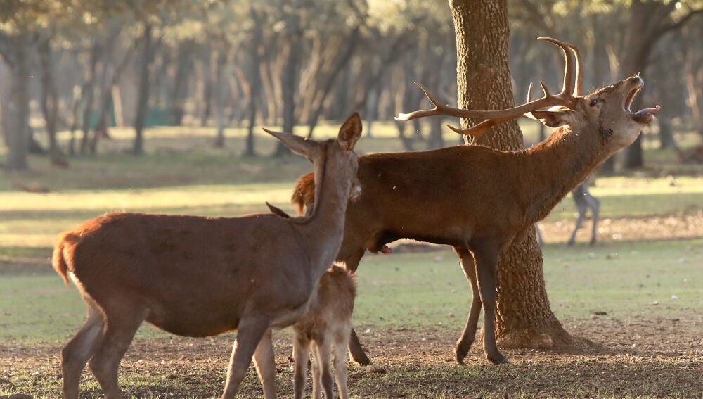 Berrea en el Monte el Viejo de Palencia
