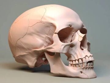 Un creador de contenido genera una gran polémica al vender cráneos humanos por 3.000 dólares y sin explicar cómo los ha conseguido