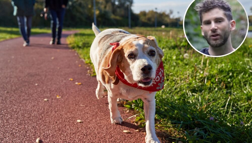 Beagle en el parque junto a una imagen de Thomi M&uuml;ller