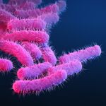 Ilustraci&oacute;n de la bacteria Shigella