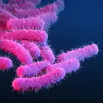 Ilustración de la bacteria Shigella