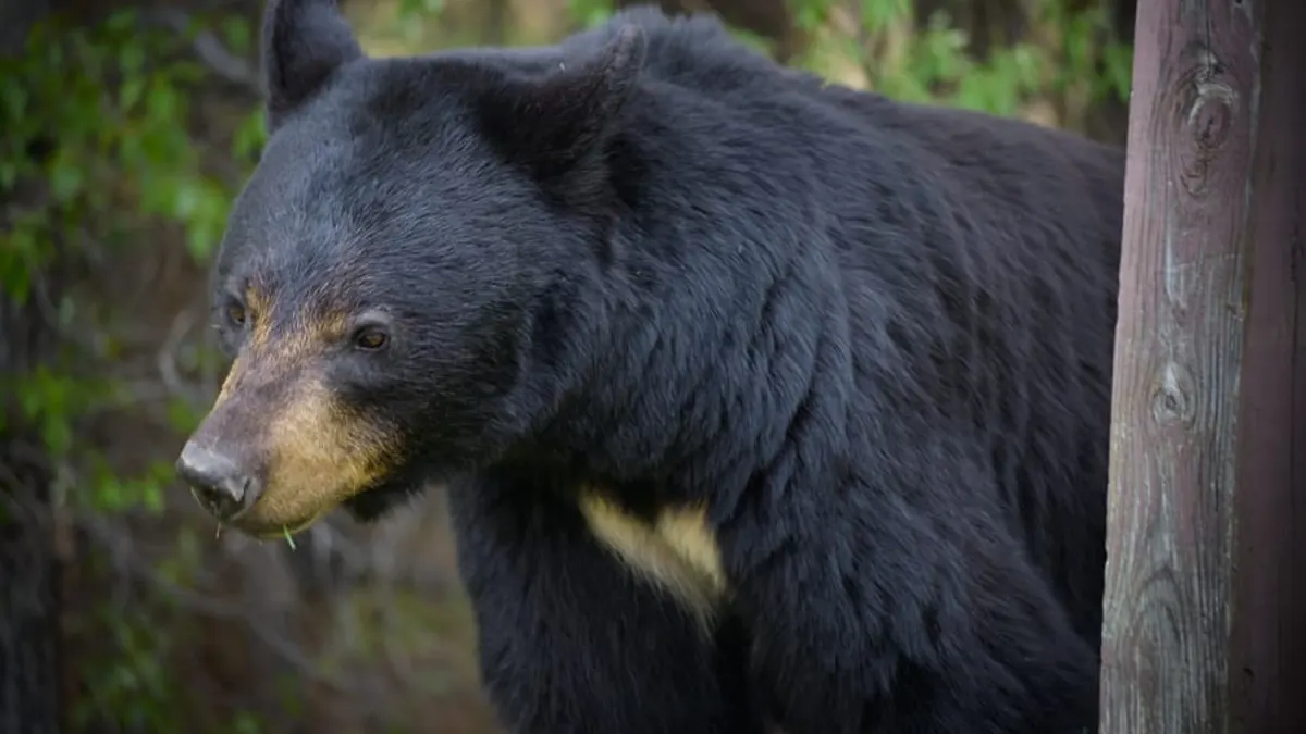 Oso Negro - Ursus americanus