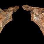 Las vistas ventral (izquierda) y dorsal (derecha) de la esc&aacute;pula de Shanidar A. La ventral es la parte frontal de la esc&aacute;pula, el lado que mira hacia las costillas (el pecho). La dorsal es la parte posterior de la esc&aacute;pula.