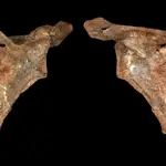 Las vistas ventral (izquierda) y dorsal (derecha) de la escápula de Shanidar A. La ventral es la parte frontal de la escápula, el lado que mira hacia las costillas (el pecho). La dorsal es la parte posterior de la escápula.