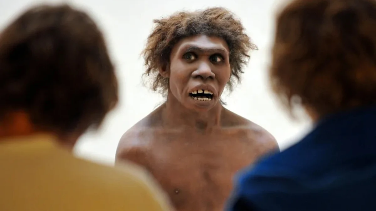 homo-erectus-imagen