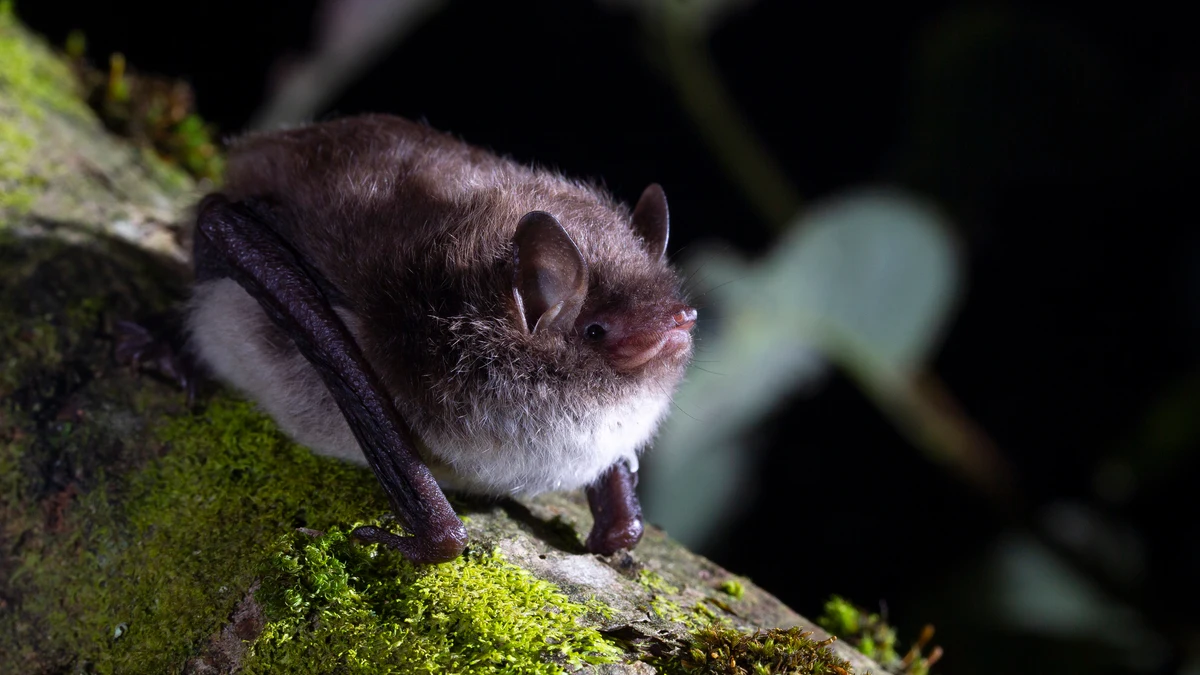 El espacio natural de Guilleries (Barcelona) acoge 8 de las 31 especies de murciélago de Catalunya