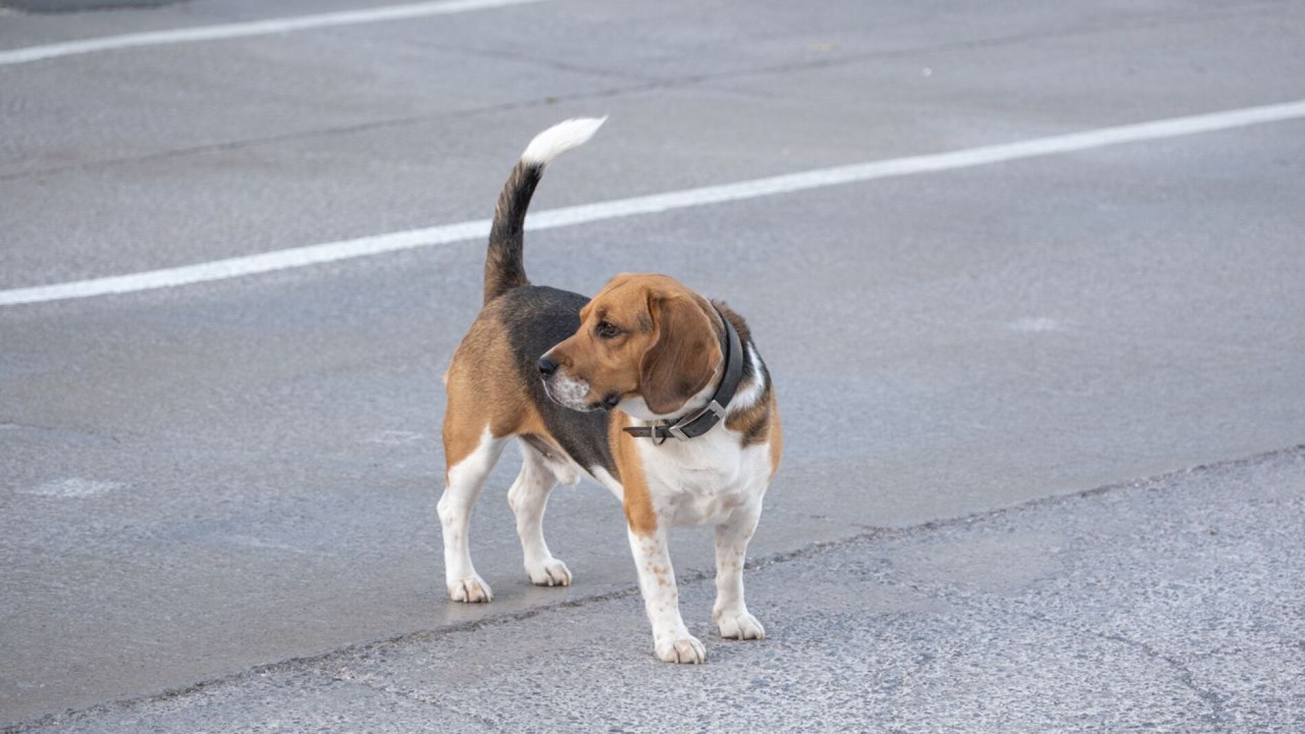 Iba en moto al trabajo cuando un perro se cruzó y lo hizo caer: la aseguradora del dueño deberá pagarle 6.540 euros