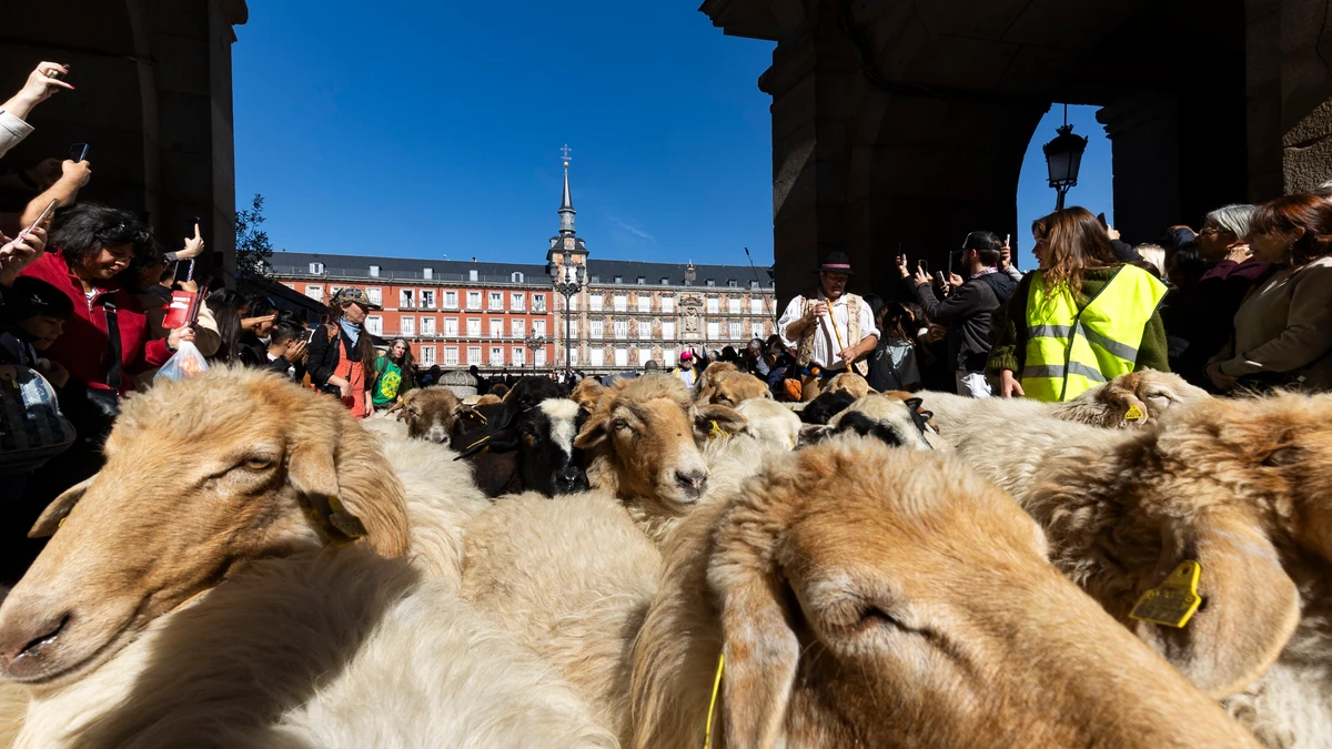 Fiesta de la trashumancia en Madrid con el paso de ovejas por la Plaza Mayor.
© Jesus G. Feria.