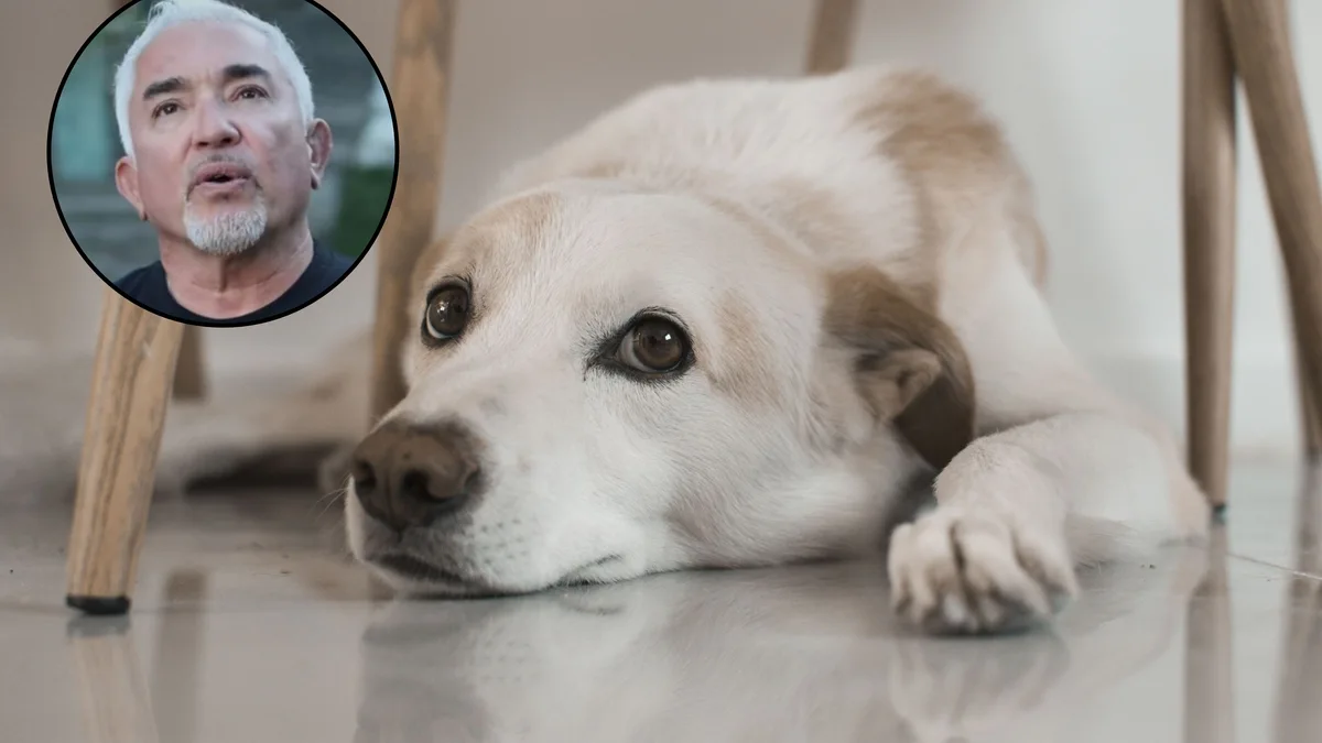 César Millán, experto en comportamiento canino