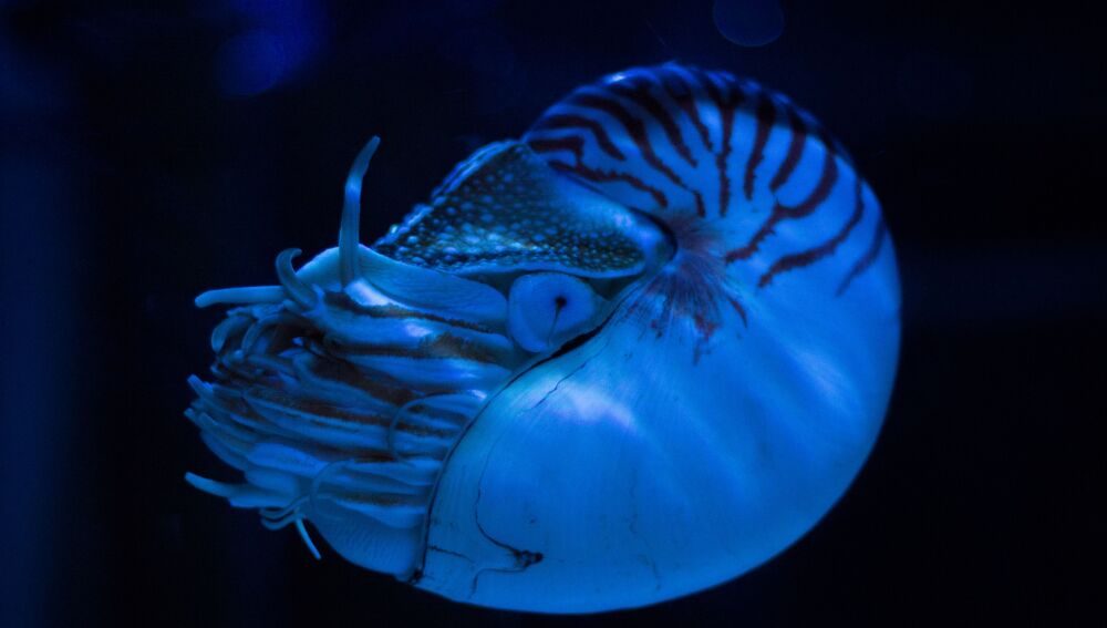 Primer plano de un Nautilus en iluminaci&oacute;n azul, imagen ilustrativa