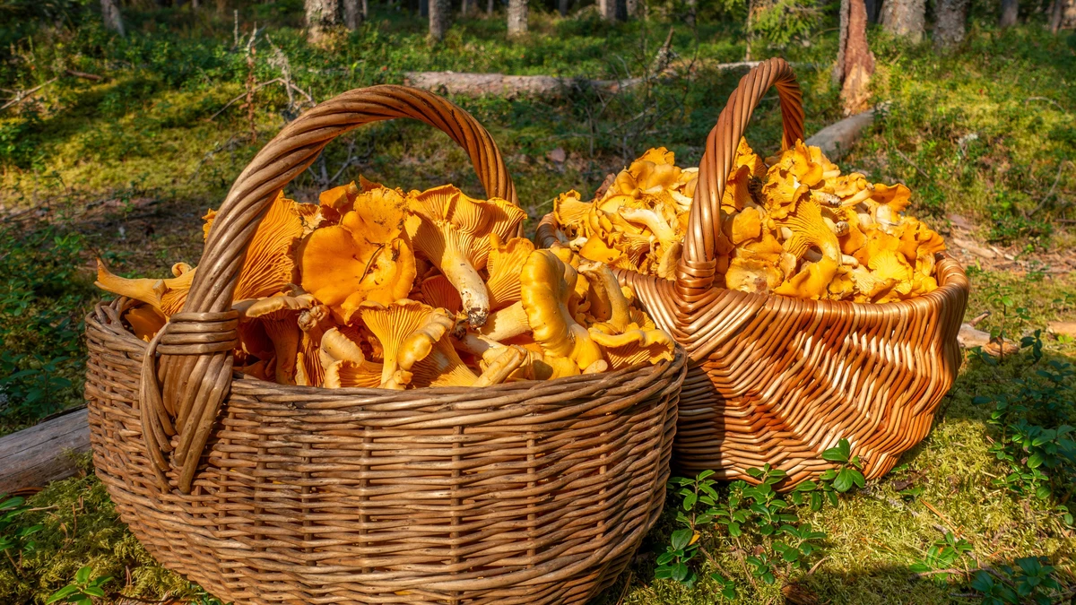 Una profesora deja su trabajo y gana cientos de euros recogiendo arándanos y setas en los bosques de Finlandia