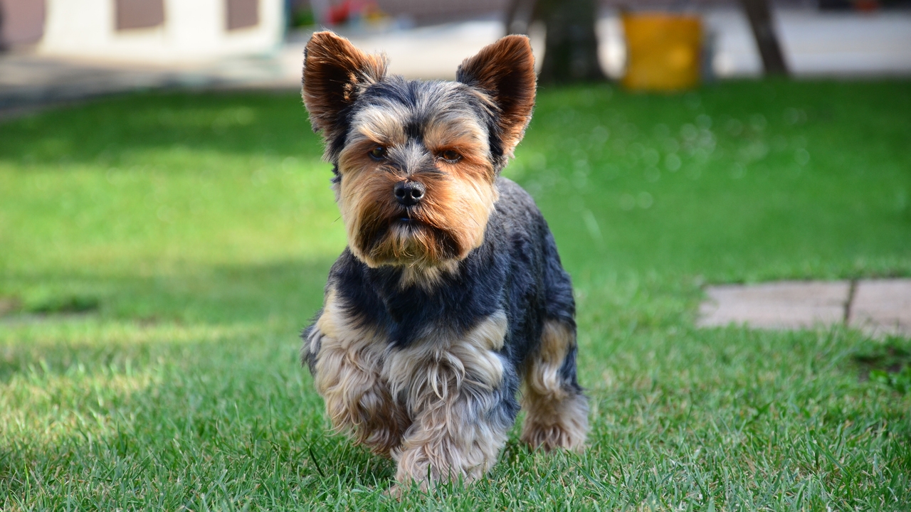 La Guardia Civil investiga al propietario de un perro potencialmente peligroso que atacó y mató a un Yorkshire en Alaejos