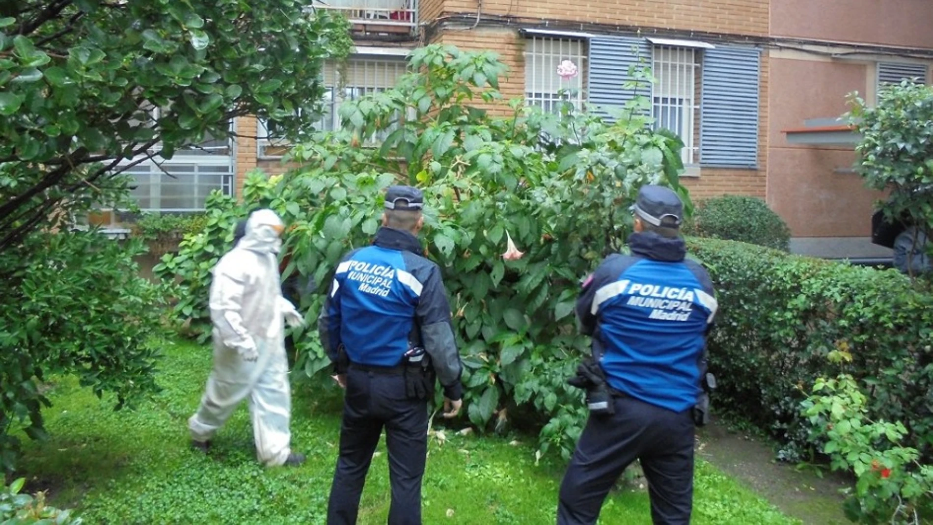 Retirada de plantas de burundanga de un jardín de Madrid