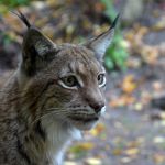Lince