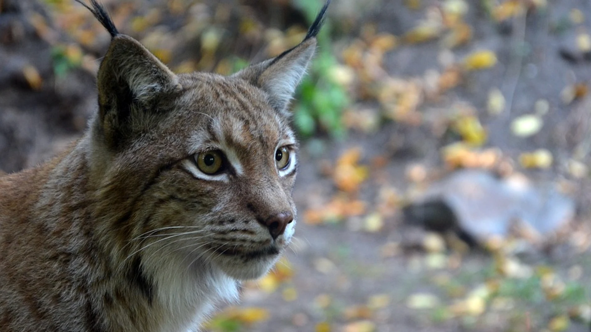 Lince