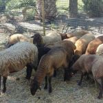 Ovejas guirra en el Hort del Pontos de Elche