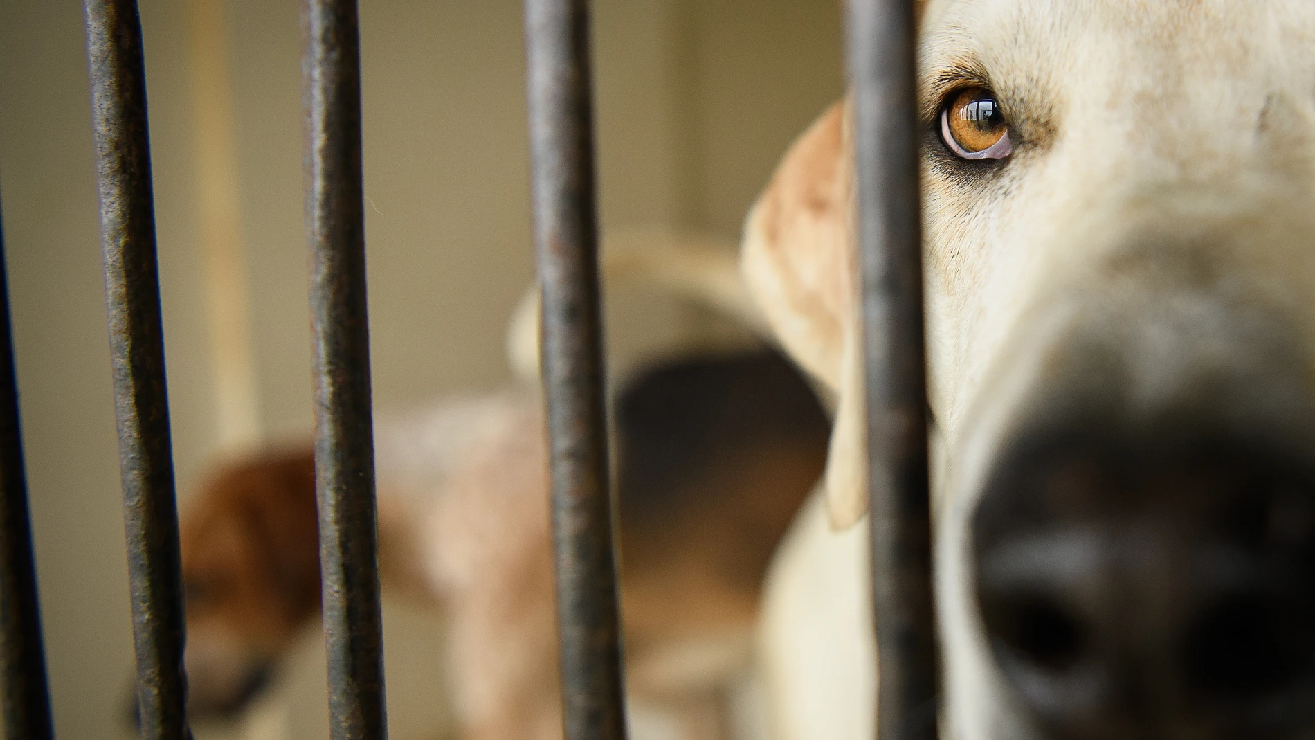 Imagen de un perro en una perrera