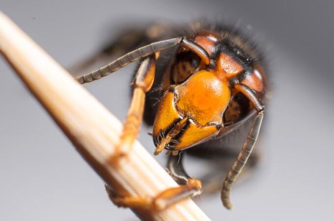 Avispa asiática