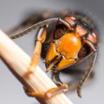 Avispa asiática