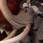 Cazatesoros - Capítulo 57: Cabeza gigante de elefante