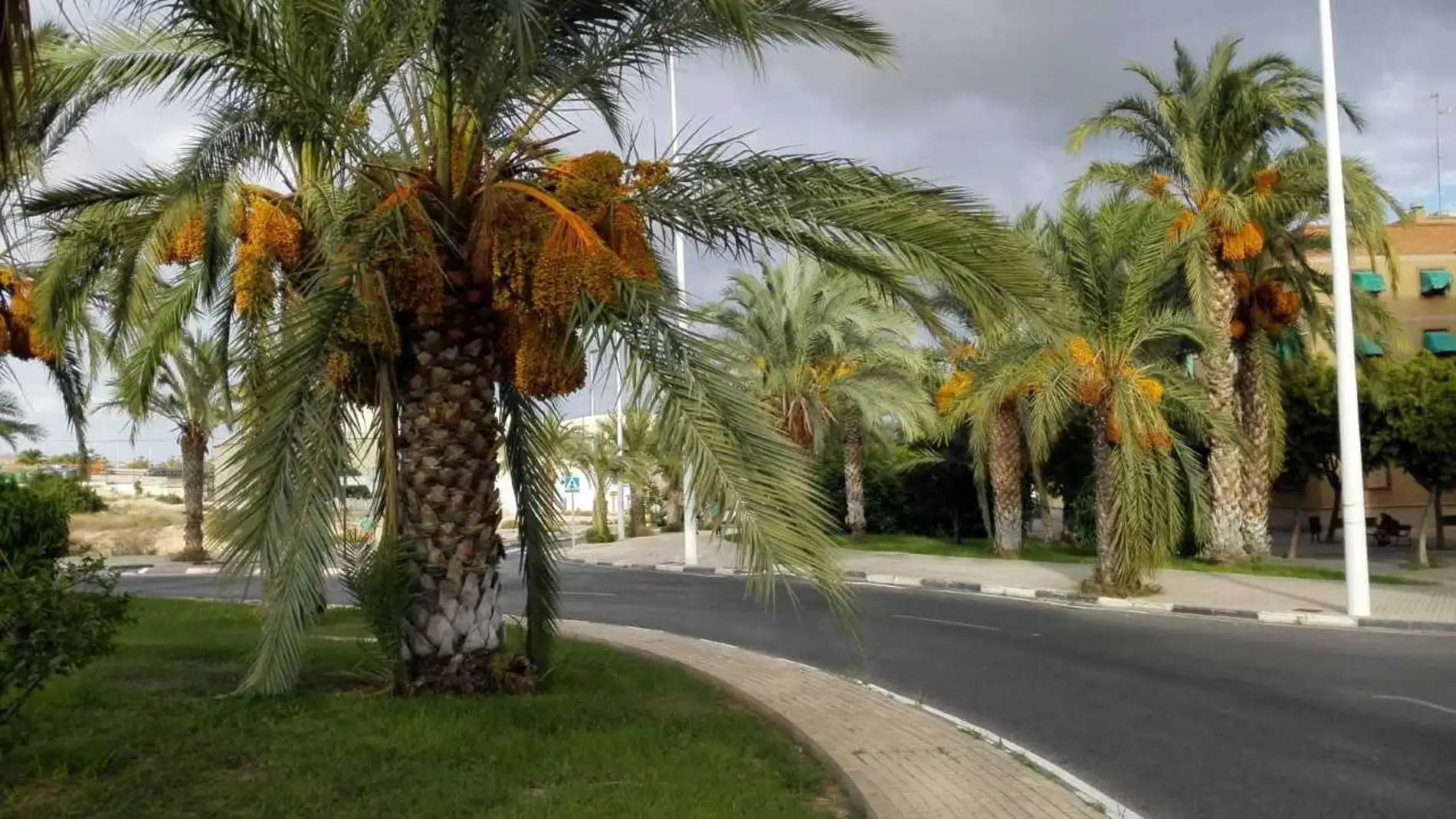Palmera cargada de dátiles en una rotonda de Elche