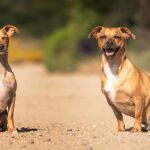 El Congreso aprueba la reforma penal de maltrato animal sin cambios del Senado al perder el Gobierno la votación