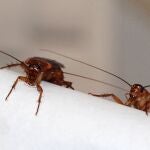 Cucarachas