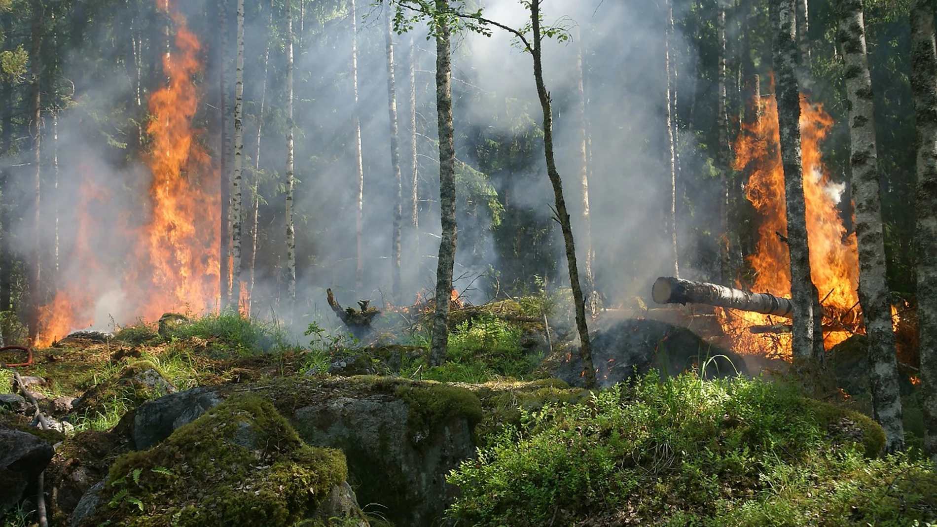 Un software calcula el impacto economico de los incendios forestales