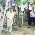 El consejero Cerdá (segundo por la izquierda), durante su visita a Blanca para valorar el estado de los viñedos