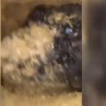Tres días de excavación para rescatar a un perro