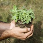 Medio Ambiente planta 9 millones de árboles en tres años