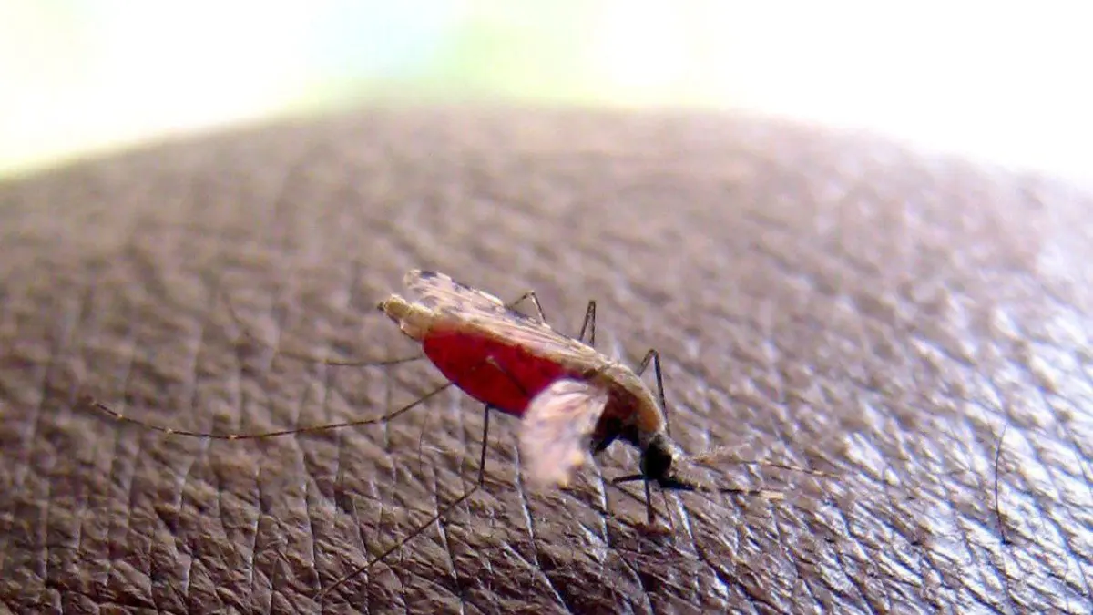 Un mosquito de la especie Anopheles gambiae, responsables de transmitir los parásitos causantes de la malaria
