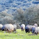 En la montanera, periodo que dura de noviembre a marzo, los cerdos ibéricos pueden pasar de pesar 90 kilos de media a 160 kg.