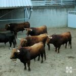 Los Pedraza de Yeltes para su debut en Pamplona