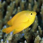 Algunas especies hacen uso de su vejiga natatoria para subir a la superficie para respirar, y a continuación, descender hasta el fondo para resguardarse de los peligros | Fotografía de archivo
