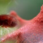 Nostoc Biotech también desarrolla otros productos para erradicar plagas importantes como la araña roja