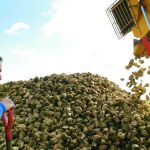 Recogida de remolacha en la localidad vallisoletana de Carpio