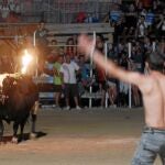 Imagen de un «bou embolat» en la localidad tarraconense de Amposta