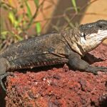 Los científicos analizarán ahora la forma de moverse de lagartos y serpientes. En la imagen, un lagarto gigante de La Gomera