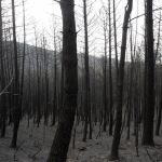 Pinares totalmente calcinados en Acebo (Cáceres) a causa del incendio forestal que permanece activo en la Sierra de Gata.