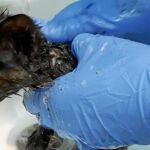 Una segunda vida para la gata embadurnada de pegamento