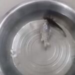 Imagen del pez congelado, una vez metido en un cubo de agua hirviendo