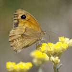 Un insecto polinizando la flor de San Juan