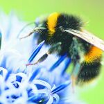 Crean en Oslo una autopista para las abejas